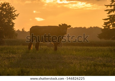 Cow and sunset