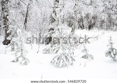 small spruce covered with snow