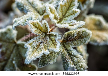 Frozen leaves Royalty-Free Stock Photo #546833995