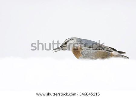 Cute little bird and winter. White snow background. Krupers Nuthatch. Sitta krueperi.