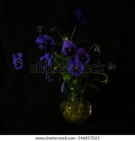 Blue pansies in a vase on a black background