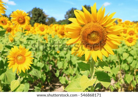 Sunflower with  field and blue sky