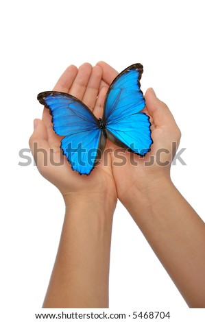 Hands holding a blue butterfly against a white background Royalty-Free Stock Photo #5468704