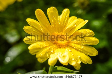 yellow calendula closeup with fresh raindrops