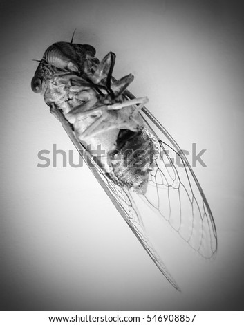 A close-up photograph of a Cicada playing dead. After taking this photo I then added a vignette greyscale filter for artistic appeal.