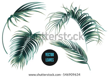 Vector palm leaves, jungle leaf set isolated on white background. Tropical botanical illustrations, green foliage, floral elements