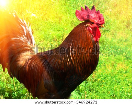 2017 Chinese New Year of the Cock / Rooster. Celebration background with red Rooster. Symbol of year. Rustic rural picture in sunny day.