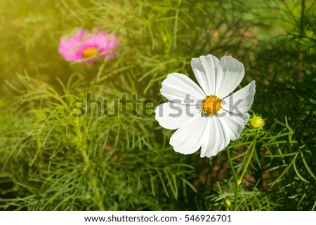 White cosmos on blurred background.