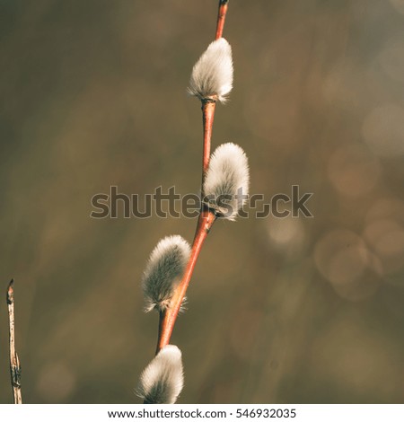 willow twig in early spring at the beachside - instant vintage square photo