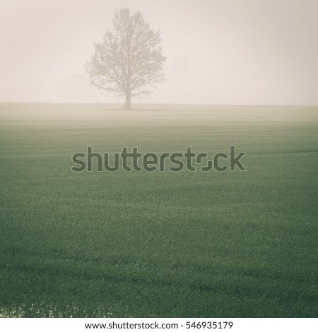 beautiful green meadow in heavy mist with lonely trees - instant vintage square photo