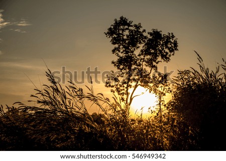 beautiful landscape image with summer grass.post card.soft focus.
