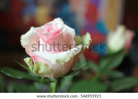 White roses, purple roses on a bright background , roses closeup