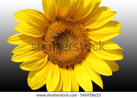 A sunflower's head and a bee on it. Black white background. 
