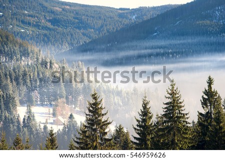 Forest mountain with the conifer trees and mountain cottage in mist