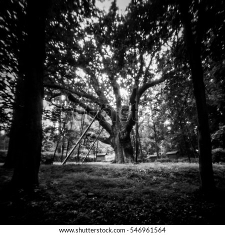 "Bartek" oak, age 700 years. Poland, Zagnansk, Kielce. 
The photo is NOT sharp due to camera characteristic. Taken on analogue photographic film with pinhole camera. Dust and scratches can be seen. 