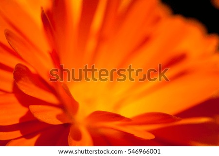 Close-up of Marigold flower, Calendula Officinalis