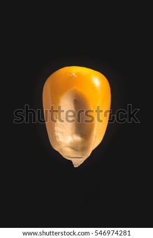Corn seed on isolated black background close-up Royalty-Free Stock Photo #546974281