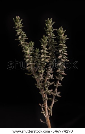 Bouquet thyme on isolated black background macro Royalty-Free Stock Photo #546974290