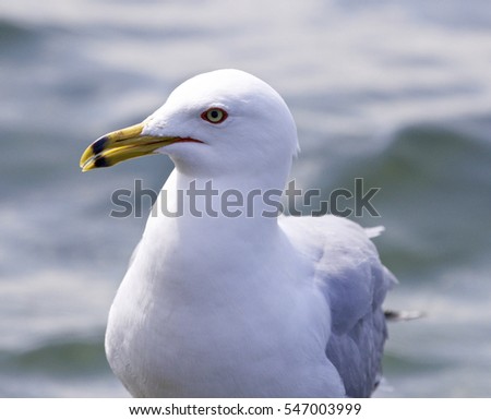 Beautiful isolated photo of a gull