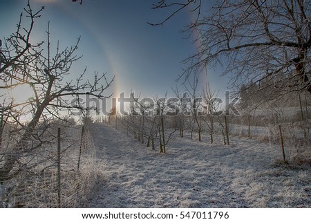 Part of a circular halo around the sun on a cold winter day. Picture taken at an orchard in the Rosalia Region in Burgenland in Austria.