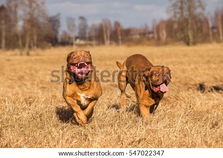 Doggue Bordeaux dogs playing in meadow Royalty-Free Stock Photo #547022347