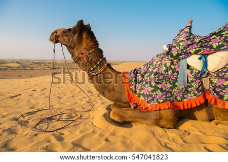 Rajasthan travel background, Camels sitting on desert land with blue sky of Thar desert. Jaisalmer, Rajasthan, India