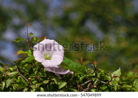 Bell flower