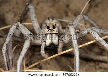 Lycosa praegrandis - Wolf spiders, they are robust and agile hunters with excellent eyesight. They live mostly solitary and hunt alone.