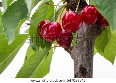 Bing cherry fruit tree Royalty-Free Stock Photo #547058542