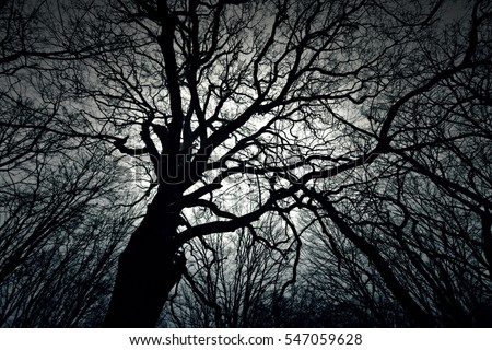 Dead dark winter tree in the forest. Nature in woods. Black and white picture.