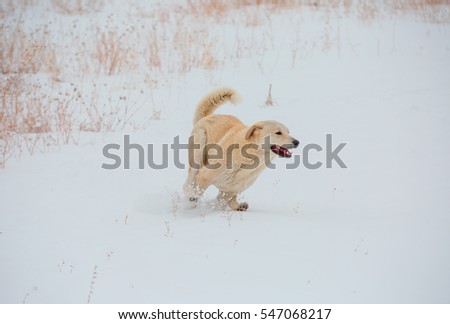 dog play in snow