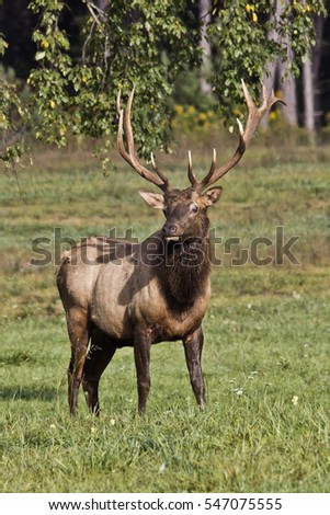 Bull Elk - Photograph taken in Elk State Forest, Elk County, Benezette, Pennsylvania.