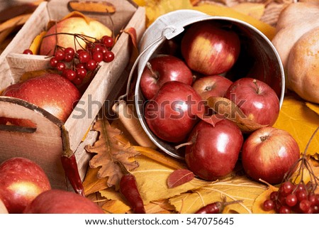autumn background, fruits and vegetables on yellow fallen leaves, apples and pumpkin, decoration in country style, dark brown toned