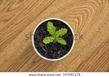 Little oak with tiny leafs in a white flower pot, wooden background (oak).