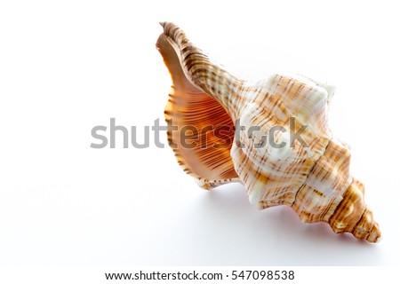 Sea shells on a white background Royalty-Free Stock Photo #547098538
