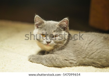 gray cat with yellow clever eyes head