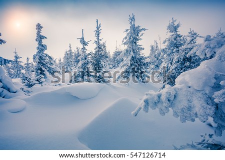 Sunny morning scene in the mountain forest after heavy snowfall. Misty winter landscape in the snowy wood, Happy New Year celebration concept. Artistic style post processed photo.