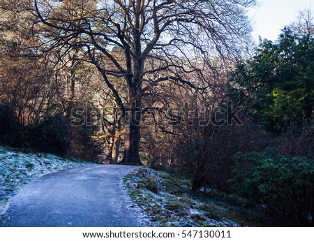 English park in winter morning: icy road, snow on the grass, trees, selective focus, toned photo