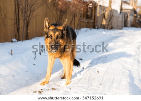 Dog german shepherd in a village in a winter day