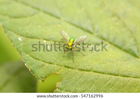 Dolichopodidae insect on plant in the wild