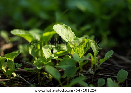 Mustard green, leaf mustard, Brassica juncea