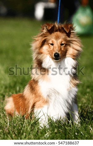 Sheltie shepherd dog