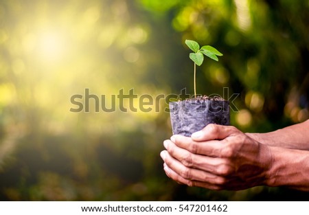 Seedlings are grown in the nursery bags. While the men are holding hands to be planted. Royalty-Free Stock Photo #547201462
