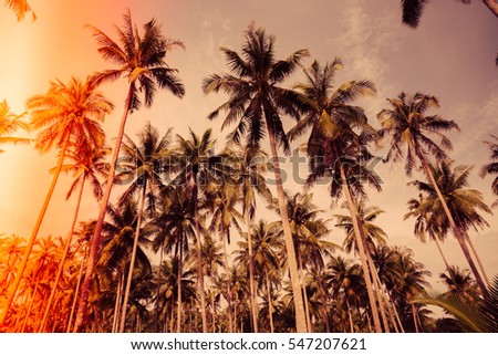 Beautiful coconut palm trees farm in Koh Kood island Thailand - Warm color effect