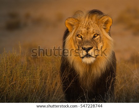 Kalahari lion Royalty-Free Stock Photo #547228744