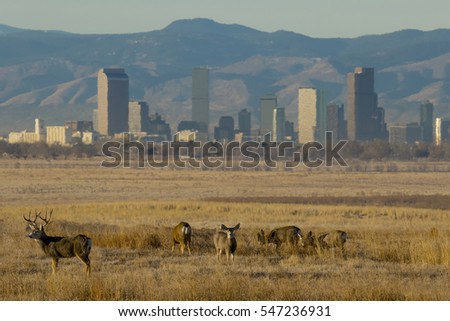 Deer at Rocky Mountain Arsenal National Wildlife Refuge in suburban Denver, Colorado, with city skyline in background.