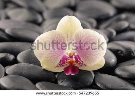 Beautiful orchid and black stones background