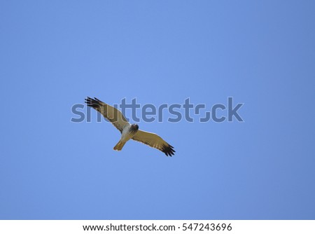 Pied harrier eagle flew over rice field in phetchaburi province of Thailand