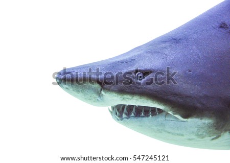 sand tiger shark underwater close up isolated on white background