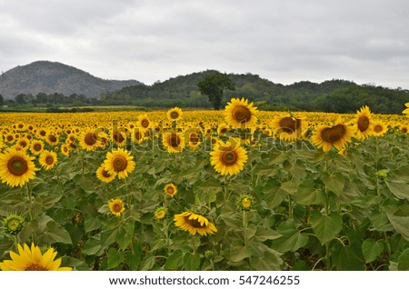 Sunflower farm near the mountain